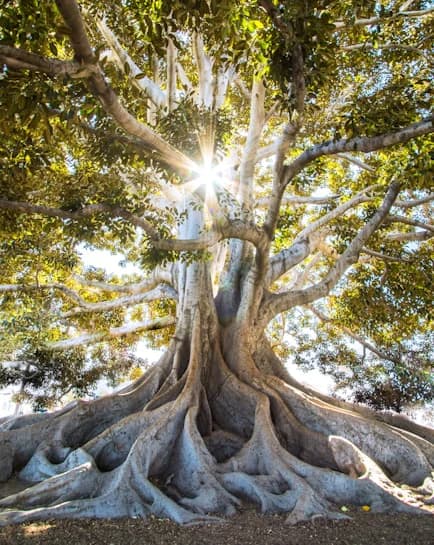 Um poilão centenário de raízes à vista, árvore emblemática das paisagens da Guiné-Bissau